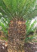 Bread Tree, Giant Cycad / Encephalartos altensteinii